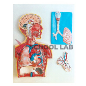 Respiratory System Model